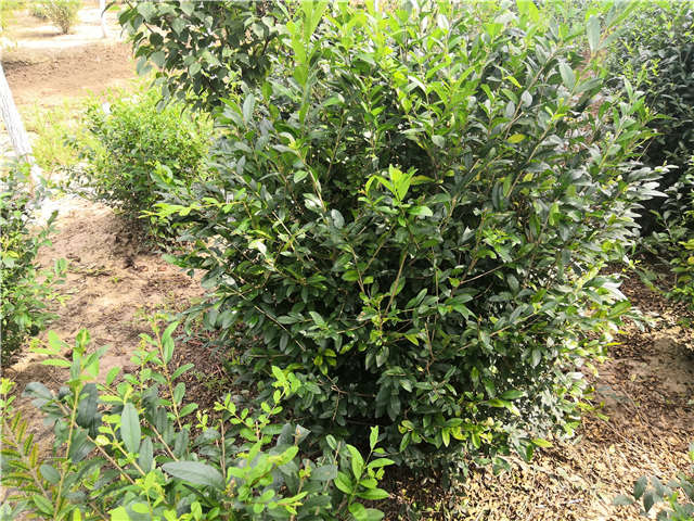 沭陽長景園林水蠟球種植基地實拍圖片