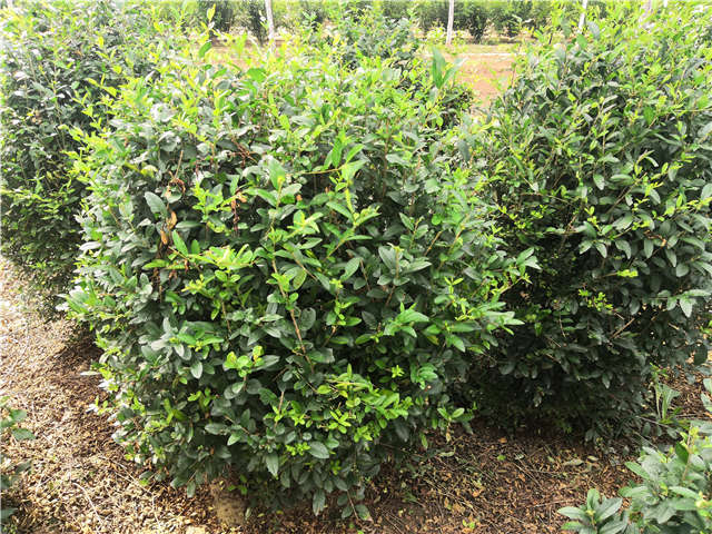 沭陽長景園林水蠟球種植基地實拍圖片