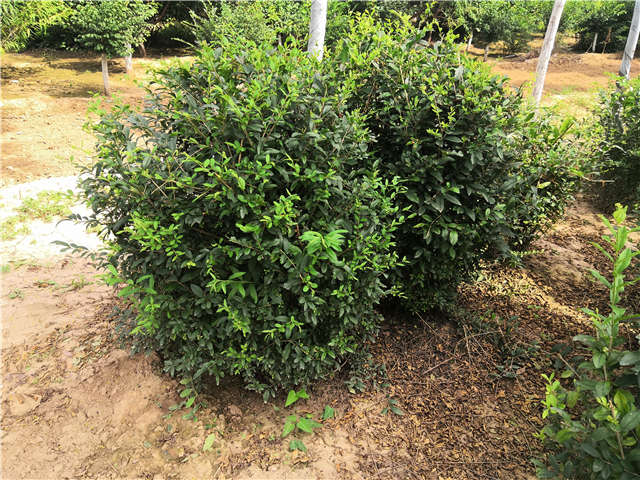 沭陽長景園林水蠟球種植基地實拍圖片