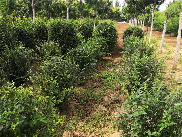 沭陽長景園林水蠟球種植基地實拍圖片