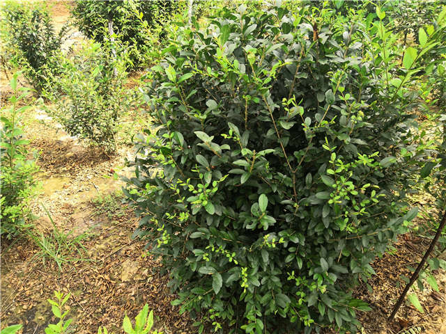 沭陽長景園林水蠟球種植基地實拍圖片