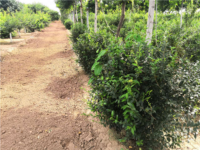 沭陽長景園林水蠟球種植基地實拍圖片