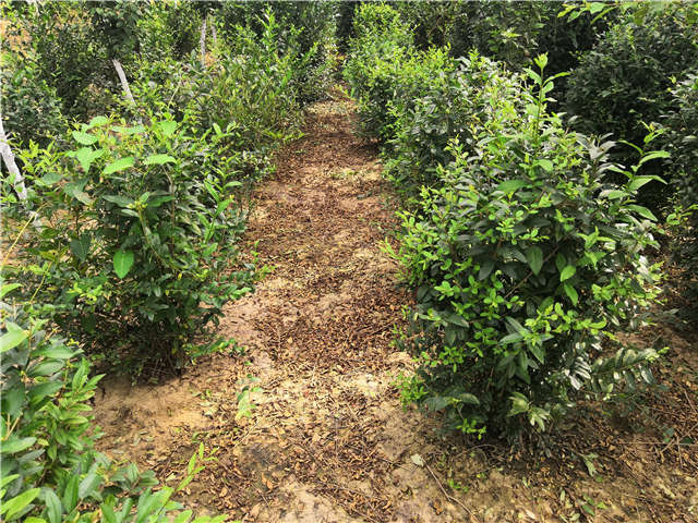 沭陽長景園林水蠟球種植基地實拍圖片