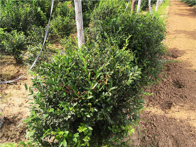 沭陽長景園林水蠟球種植基地實拍圖片