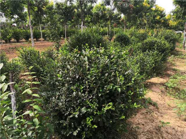 沭陽長景園林水蠟球種植基地實拍圖片