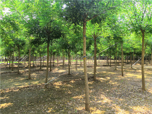 沭陽長景園林國槐種植基地實拍圖片