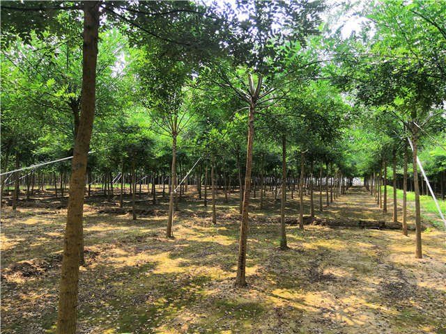 沭陽長景園林國槐種植基地實拍圖片