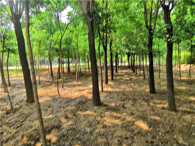 沭陽長景園林國槐種植基地實拍圖片