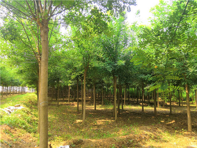 沭陽長景園林國槐種植基地實拍圖片