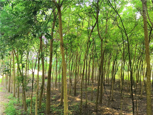沭陽長景園林國槐種植基地實拍圖片