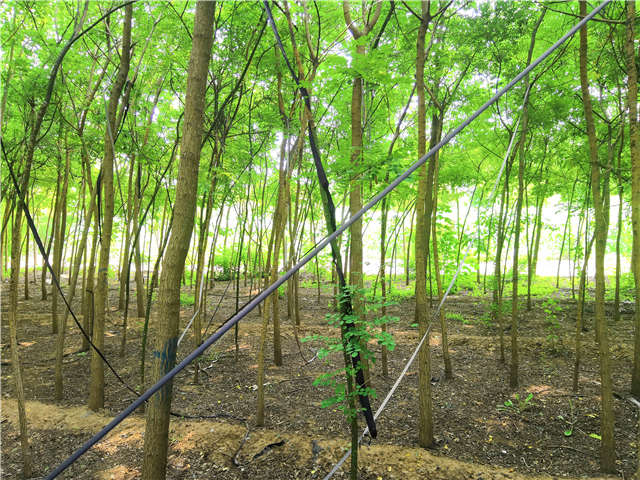 沭陽長景園林國槐種植基地實拍圖片