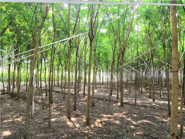 沭陽長景園林國槐種植基地實拍圖片