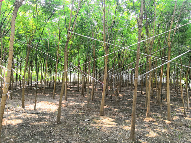 沭陽長景園林國槐種植基地實拍圖片