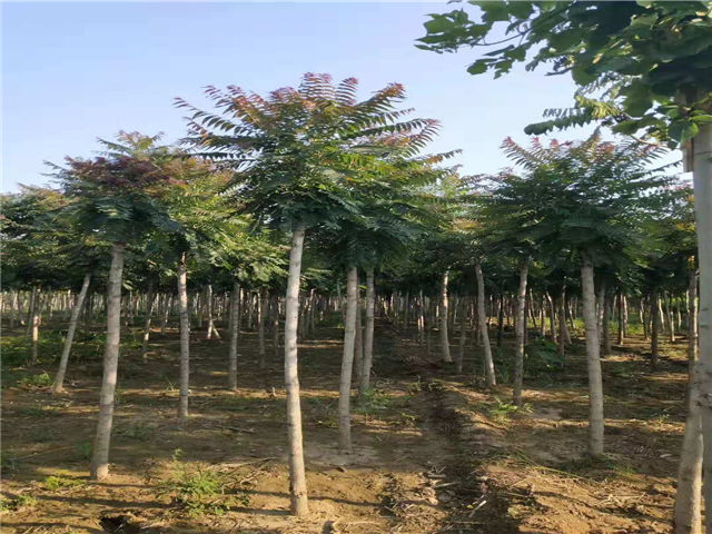 紅葉椿照片種植基地實拍