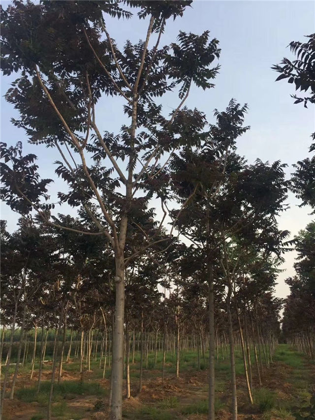 紅葉椿照片種植基地實拍