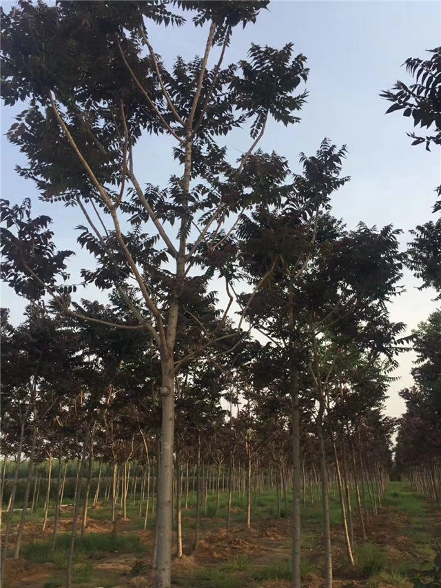 紅葉椿照片種植基地實拍