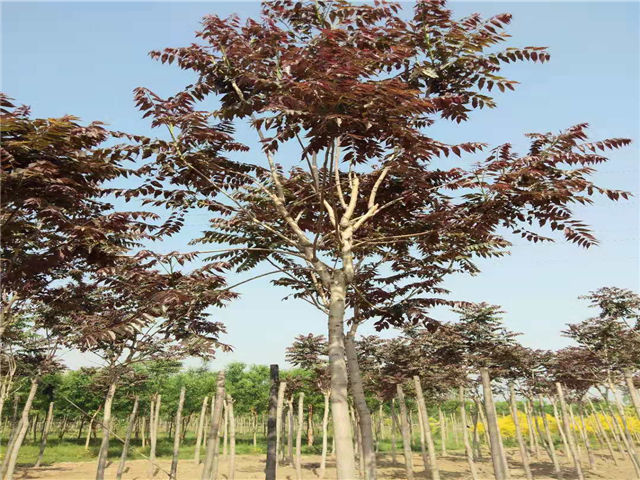 紅葉椿照片種植基地實拍