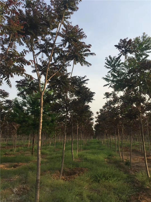 紅葉椿照片種植基地實拍