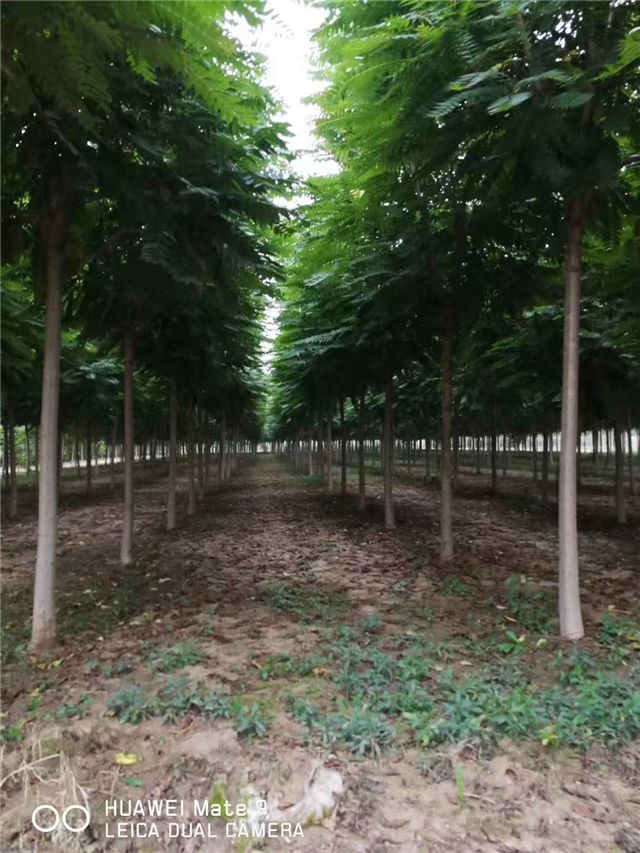 紅葉椿照片種植基地實拍