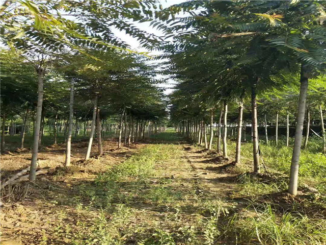 紅葉椿照片種植基地實拍