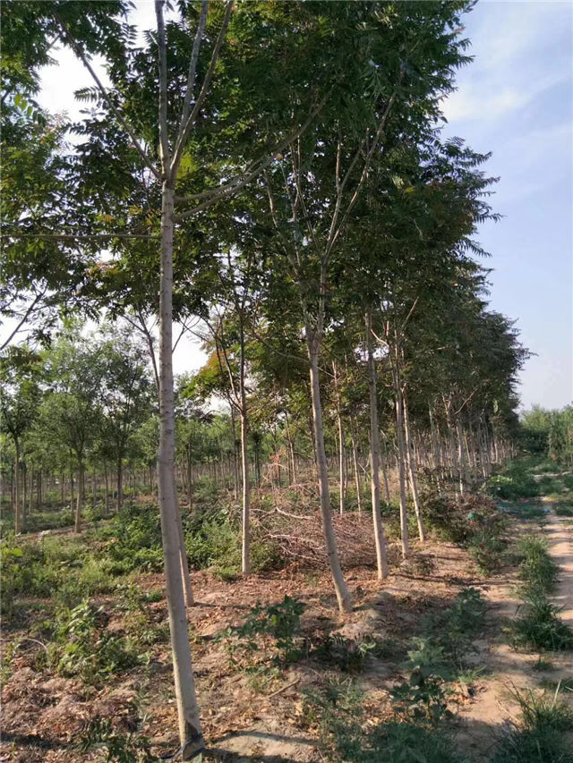 紅葉椿照片種植基地實拍