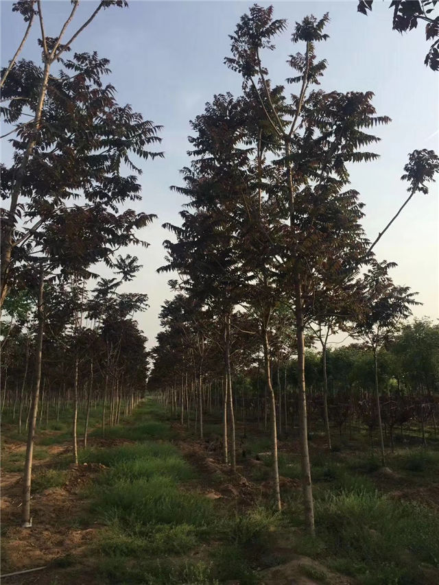 紅葉椿照片種植基地實拍