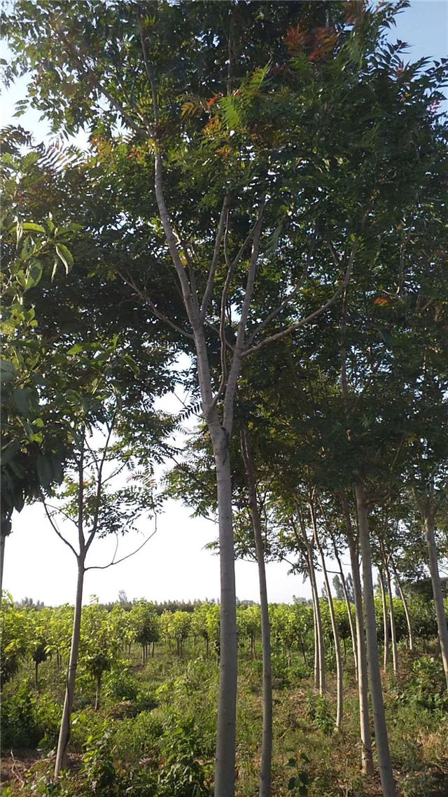 紅葉椿照片種植基地實拍