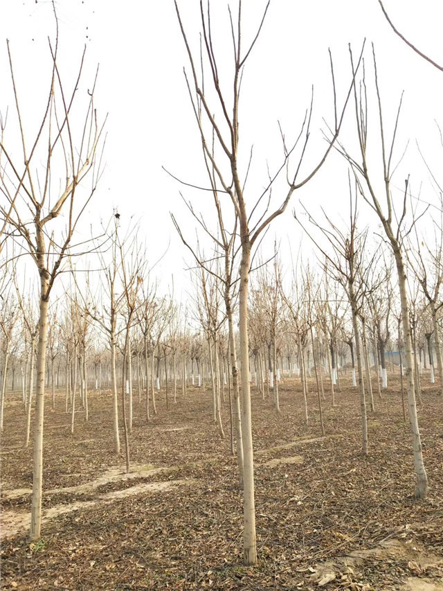 紅葉椿照片種植基地實拍
