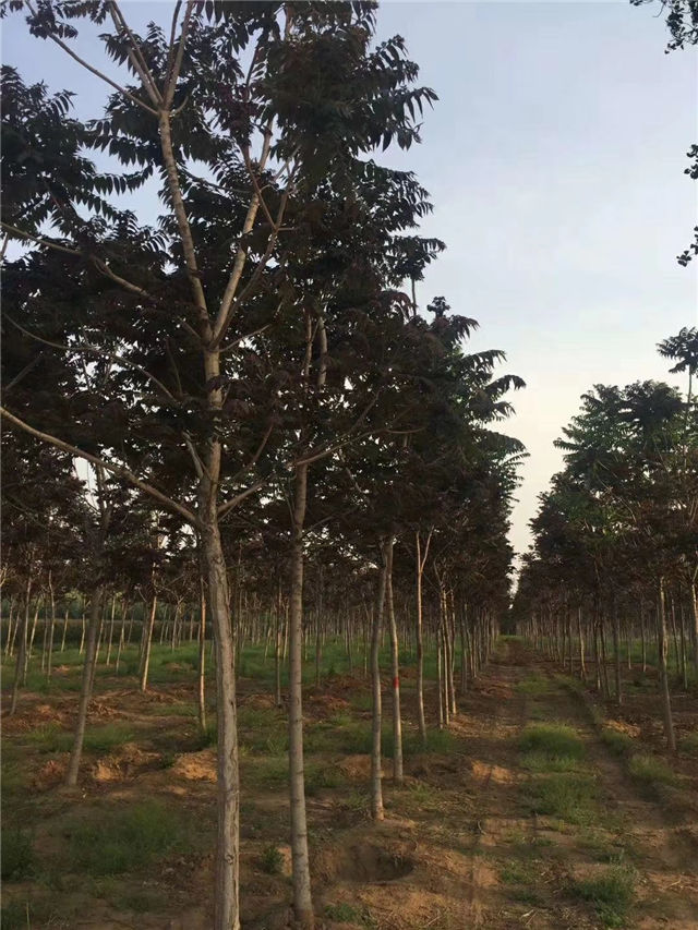 紅葉椿照片種植基地實拍