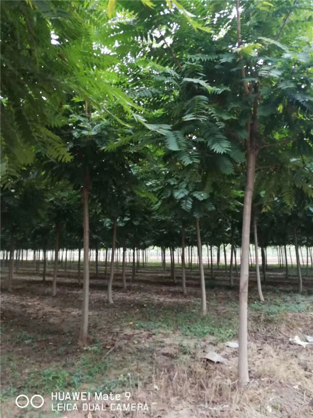 紅葉椿照片種植基地實拍