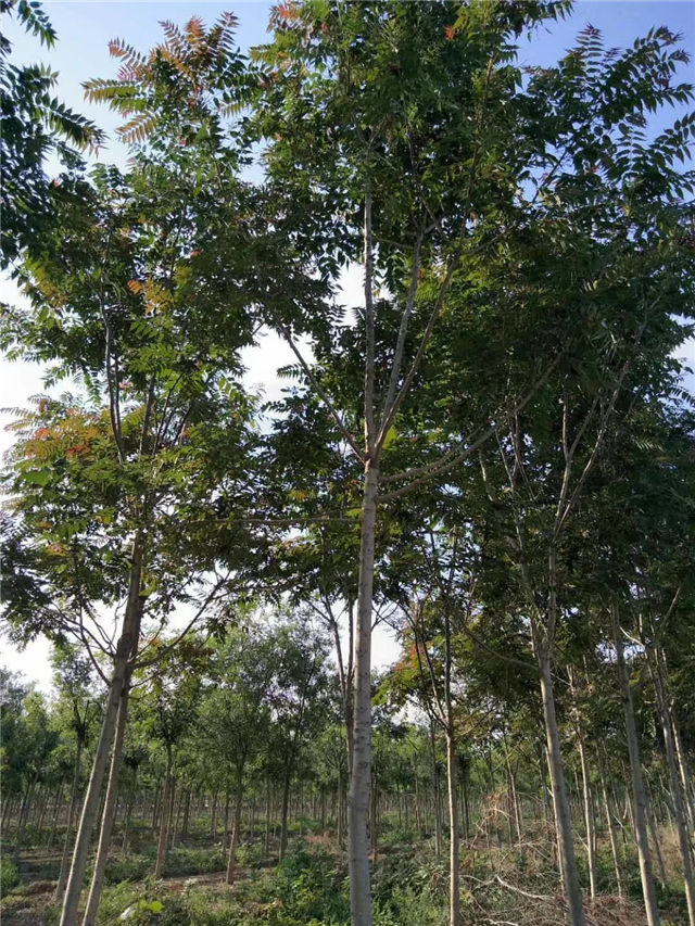 紅葉椿照片種植基地實拍