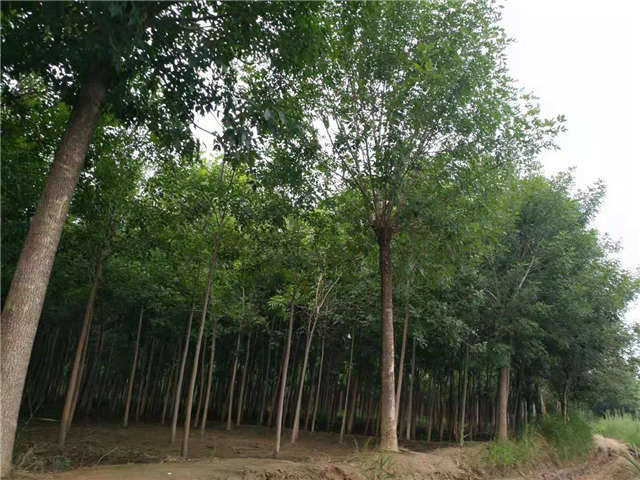 沭陽長景園林白蠟種植基地實拍圖片