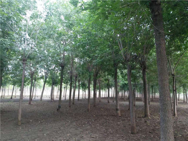 沭陽長景園林白蠟種植基地實拍圖片