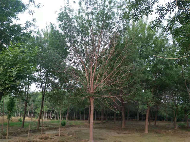 沭陽長景園林白蠟種植基地實拍圖片