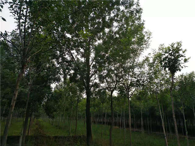 沭陽長景園林白蠟種植基地實拍圖片