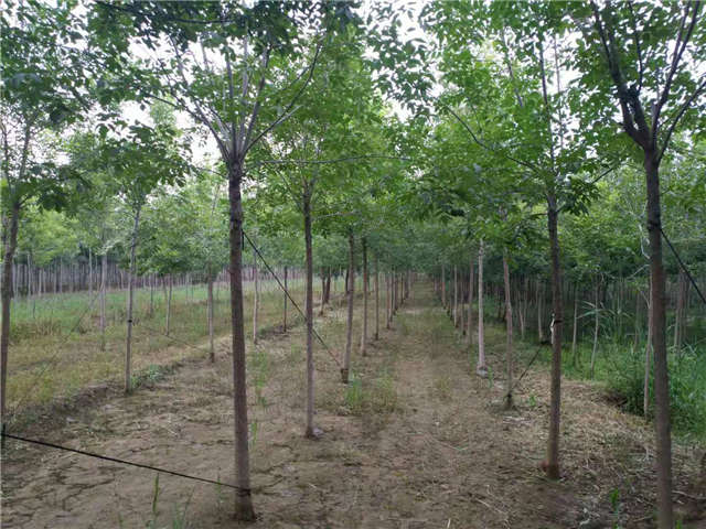 沭陽長景園林白蠟種植基地實拍圖片