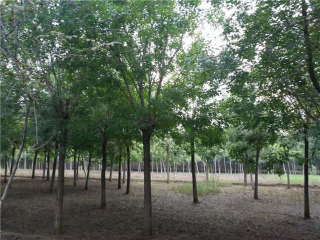 沭陽長景園林白蠟種植基地實拍圖片