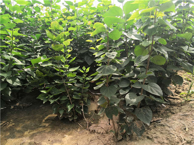 沭陽長景園林紫丁香種植基地實拍圖片