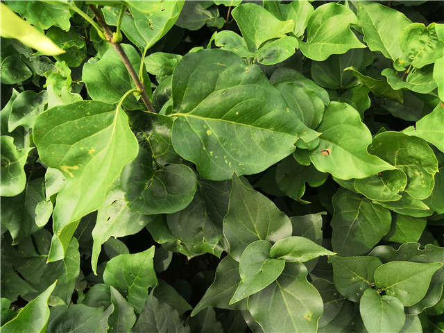 沭陽長景園林紫丁香種植基地實拍圖片