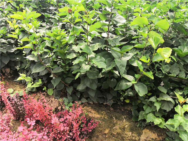 沭陽長景園林紫丁香種植基地實拍圖片