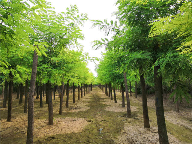沭陽長景園林洋槐種植基地實拍圖片