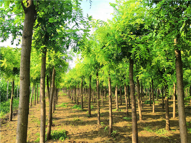 沭陽長景園林洋槐種植基地實拍圖片