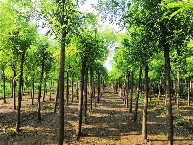 沭陽長景園林洋槐種植基地實拍圖片