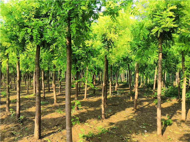 沭陽長景園林洋槐種植基地實拍圖片