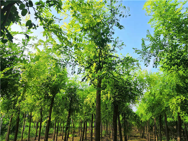 沭陽長景園林洋槐種植基地實拍圖片