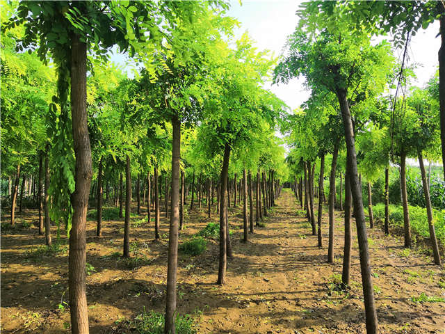 沭陽長景園林洋槐種植基地實拍圖片