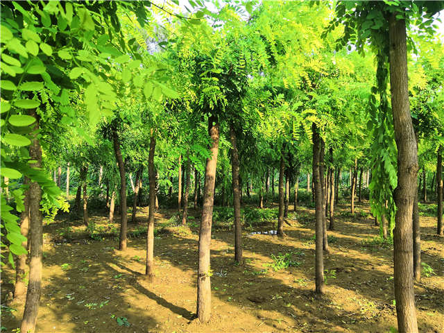 沭陽長景園林洋槐種植基地實拍圖片
