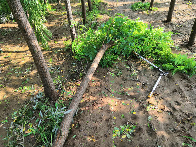 沭陽長景園林洋槐種植基地實拍圖片