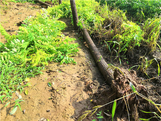 沭陽長景園林洋槐種植基地實拍圖片