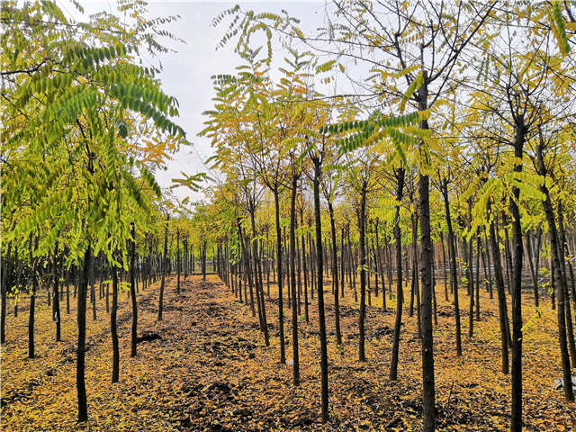 沭陽長景園林洋槐種植基地實拍圖片